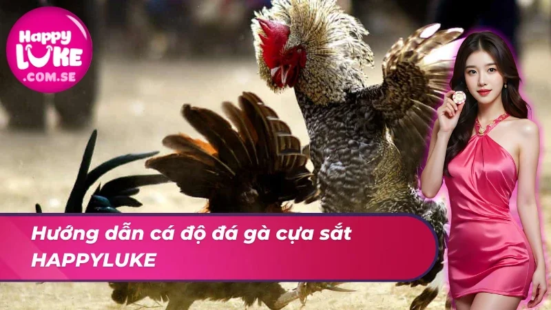 Hướng dẫn người chơi cá độ đá gà cựa sắt thành công